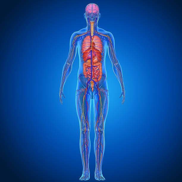 transparent image of human anatomy