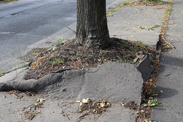 sidewalk messed up around tree
