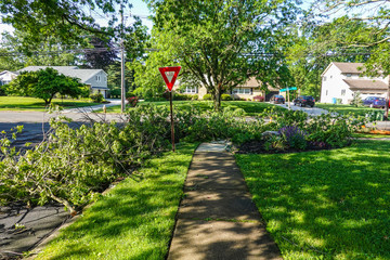 tree on sidewalk